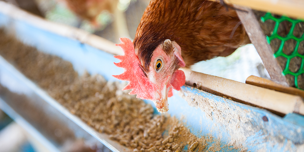 Animal Feed & Ingredients - FSSC 22000