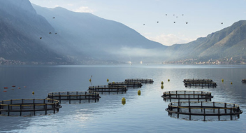 GLOBALG.A.P IFA Akvakultura verzija 6