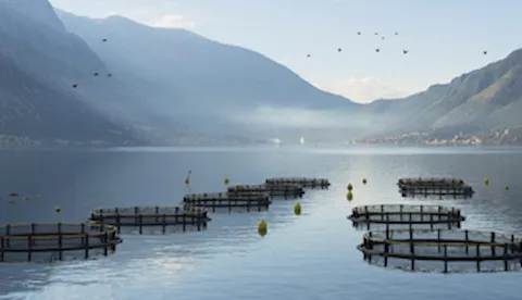 GLOBALG.A.P IFA Akvakultura verzija 6