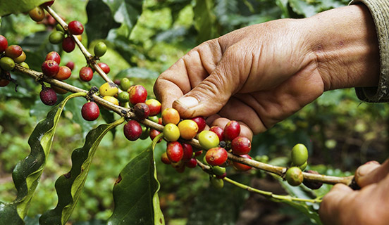 Certifikacija procesa odgovornog upravljanja lancem opskrbe