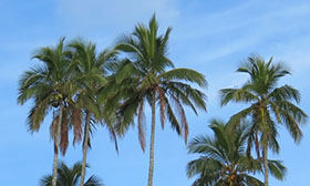 RSPO norma  (Okrugli stol o održivom palminom ulju)